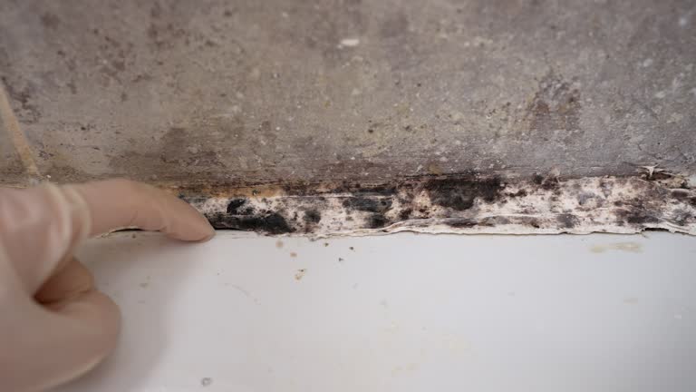 Best Post-Remediation Verification Testing  in Pine Mountain Clu, CA